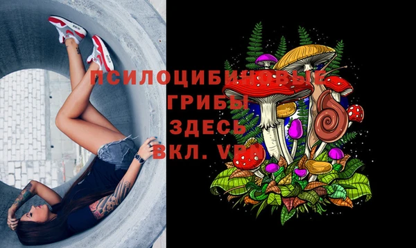 PSILOCYBIN Белокуриха